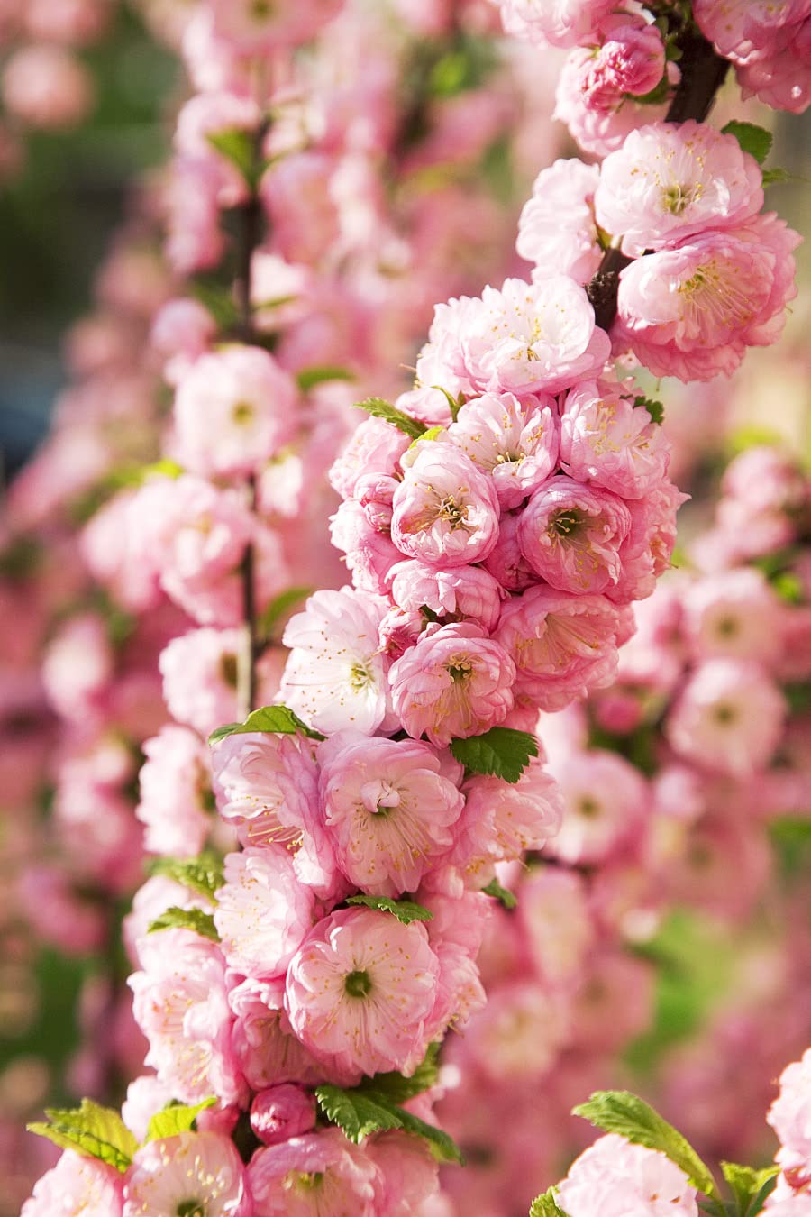 Spring Bloom Flowering Almond Seeds for Landscape Planting