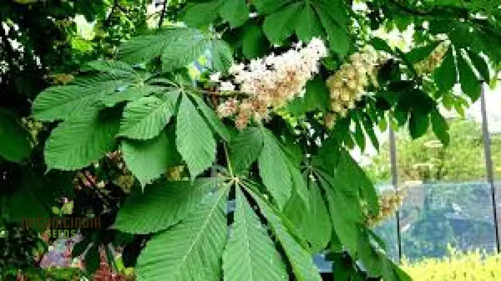 Spring bloom horse chestnut seeds with beautiful flowers
