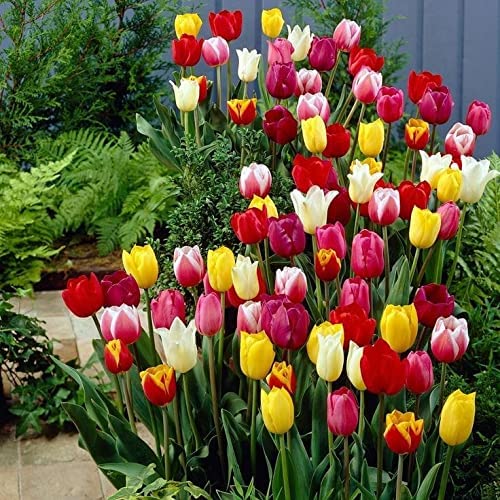 Tulip Seeds Ideal for Bright Spring Bloom Gardens