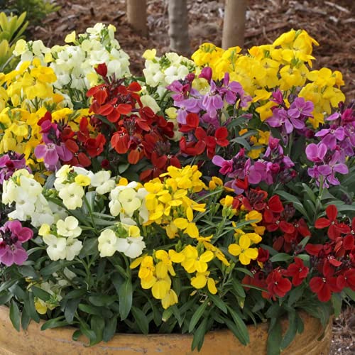 Spring Bloom English Wallflower Seeds for Garden Beds