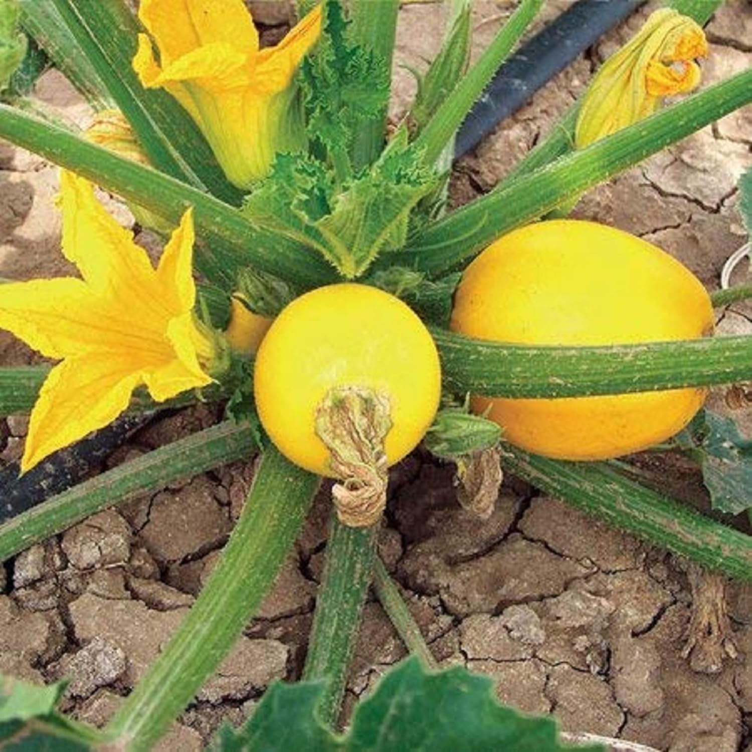 Globe Round Yellow Squash Plant in Container, Home Garden Vegetable Seeds