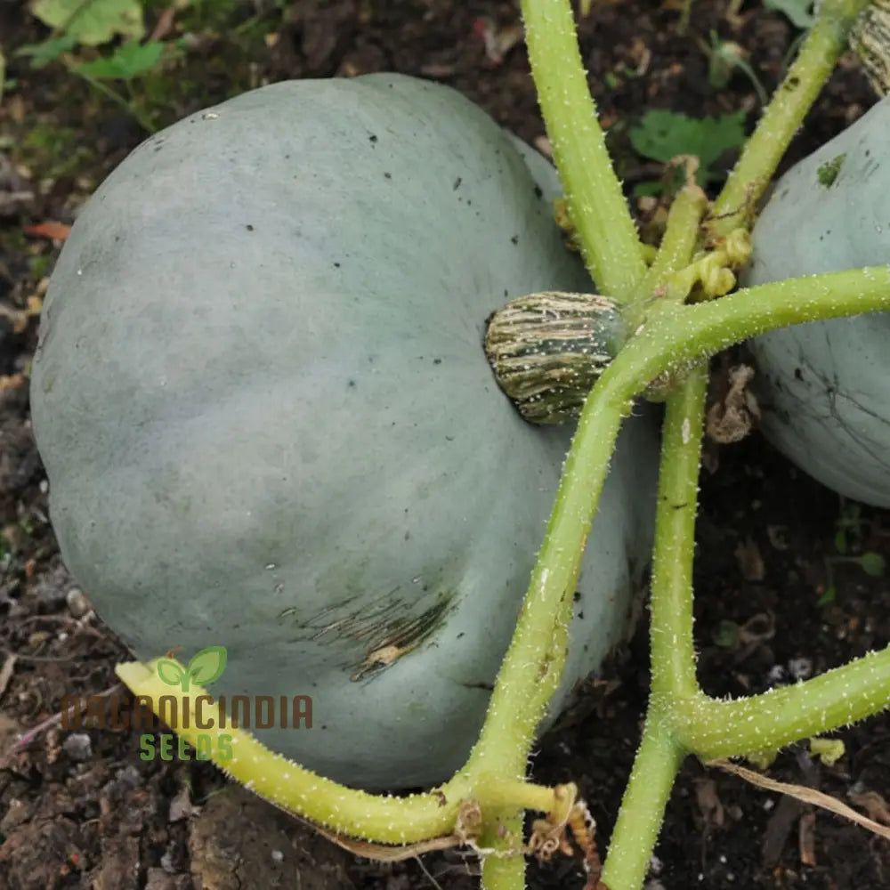 Fresh Crown Prince Squash Fruits on Plant, Sweet and Nutty