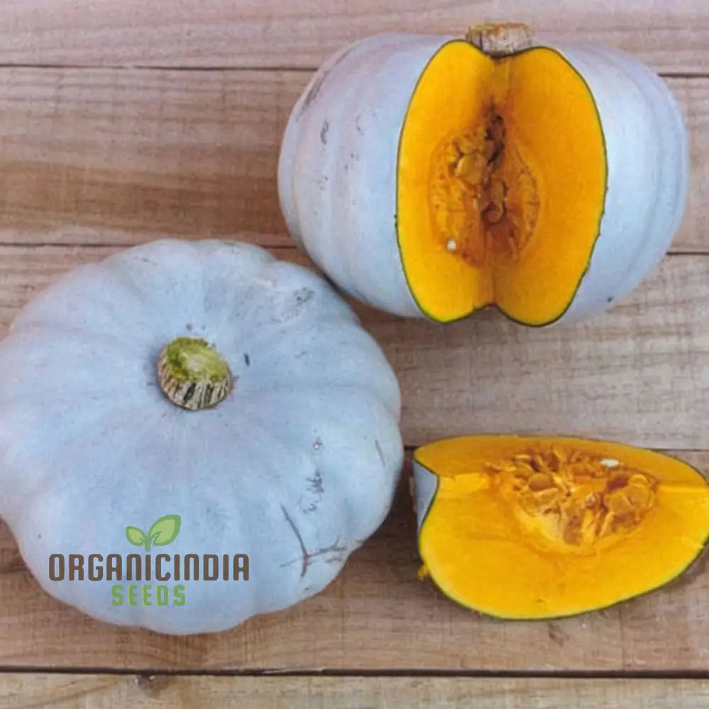 Mature Crown Prince Squash Plant from Seeds, High-Yield Garden Variety