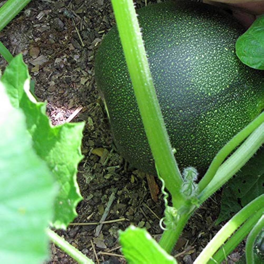 Fresh Little Gem Rolet Squash Fruits, Compact Flavorful Vegetable Seeds