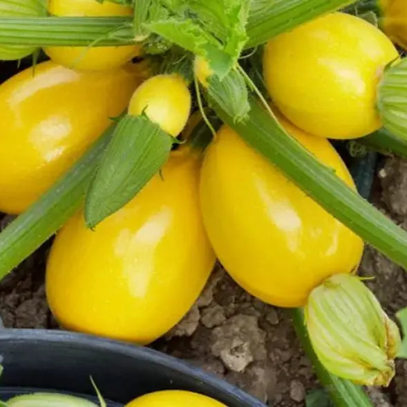 Fresh Globe Round Yellow Squash Fruits on Plant, Non-GMO Vegetable Seeds