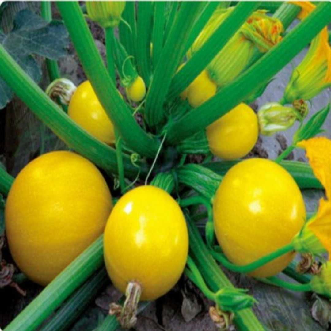 Globe Round Yellow Squash Seeds for Home Garden, High-Yield Vegetable Seeds