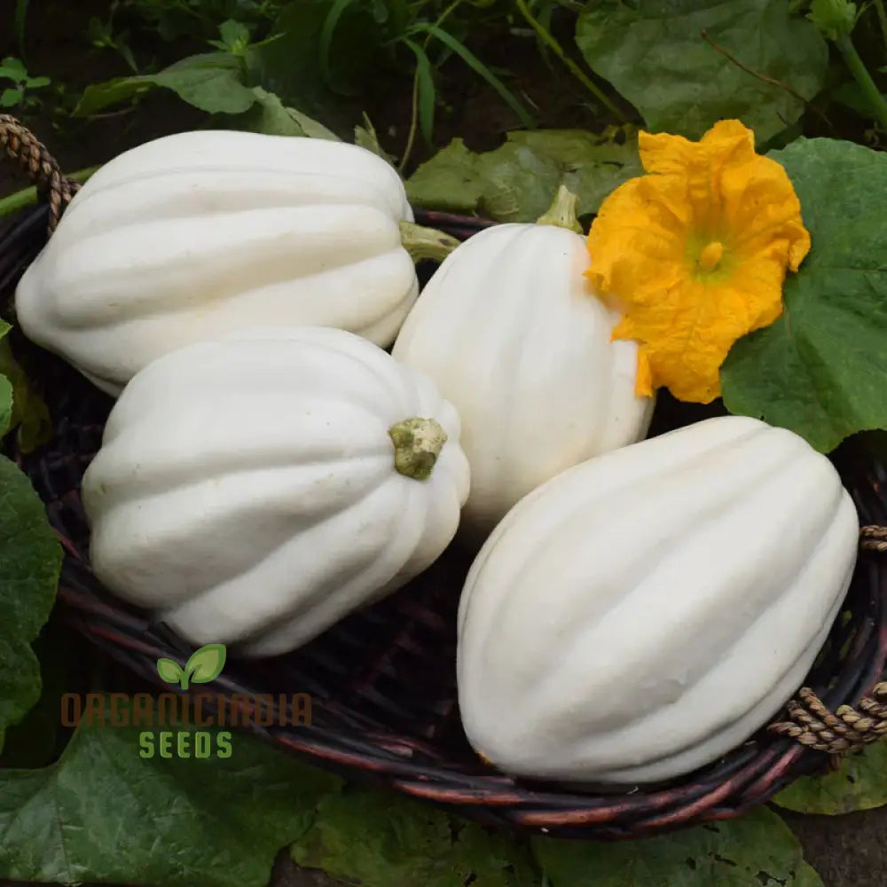 Mashed Potatoes Hybrid Squash Fruit from Seeds, Smooth White Variety