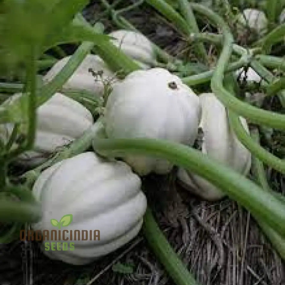 Mashed Potatoes Squash Plant Growing from Seeds, Compact Garden Variety