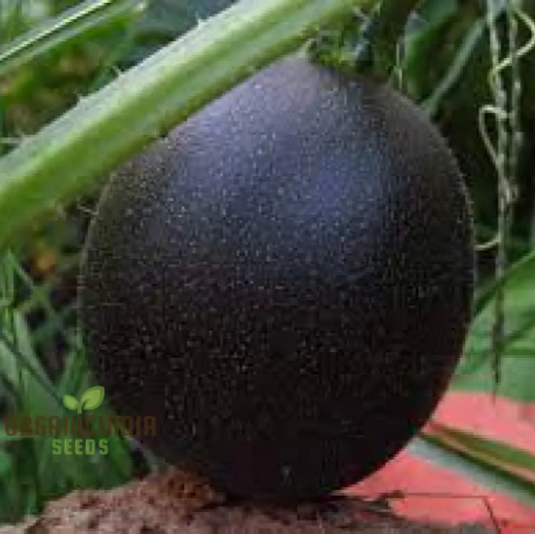 Mature Little Gem Rolet Squash Plant, Hardy High-Yield Vegetable Seeds