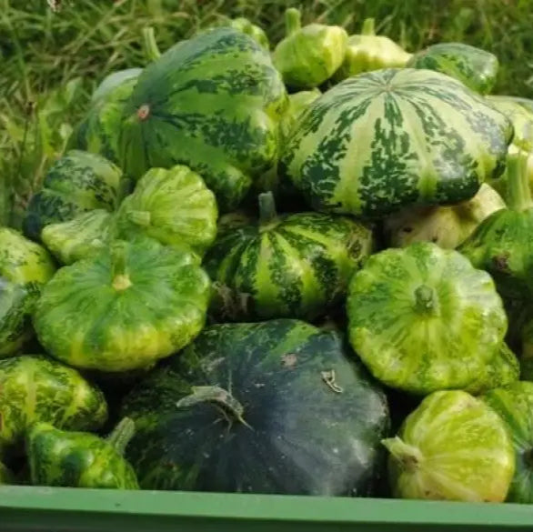 Squash Pattison’s Panache Seeds - Premium Quality For Your Garden