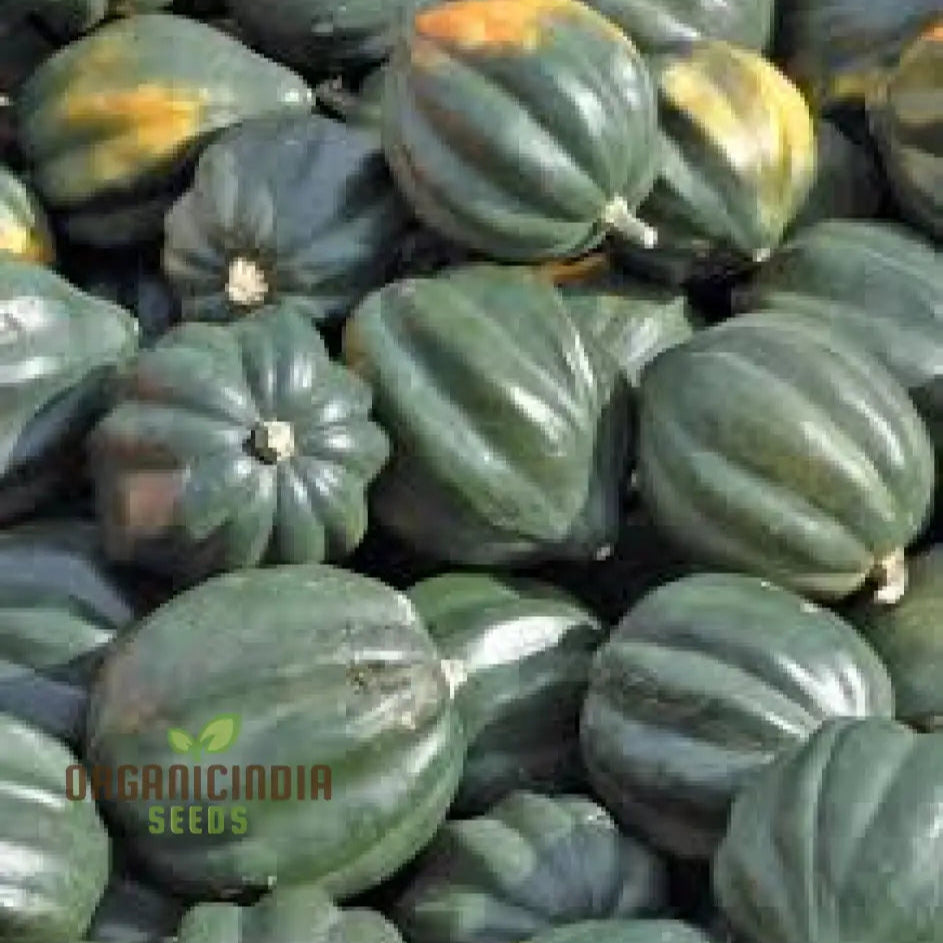Squash (Winter) Table Star F1 Seeds For Planting Your Garden