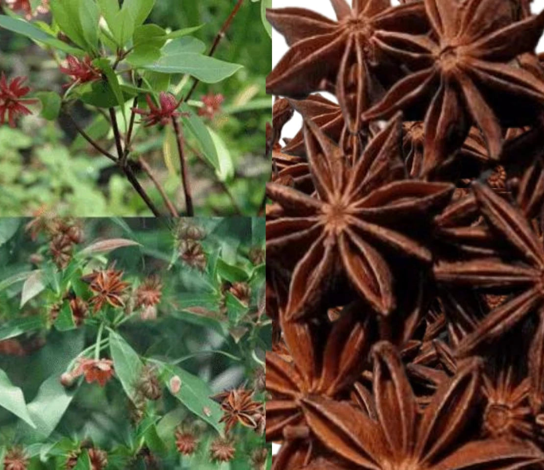 Star Anise Seedlings Growing in Containers
