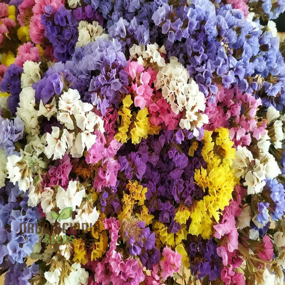 Statice Pacific Mixed Color Flower Seeds - Diverse And Vibrant Blooms For Beautiful Bouquets