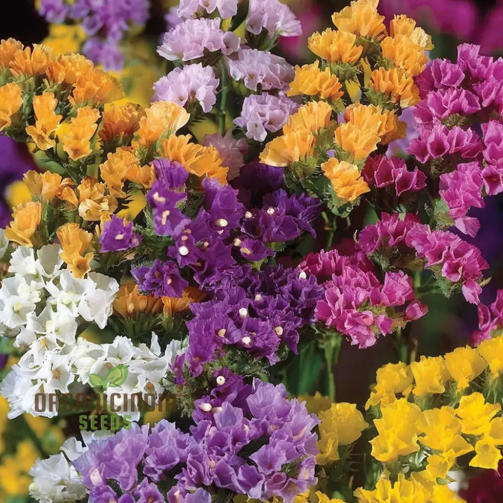Statice Pacific Mixed Color Flower Seeds - Diverse And Vibrant Blooms For Beautiful Bouquets