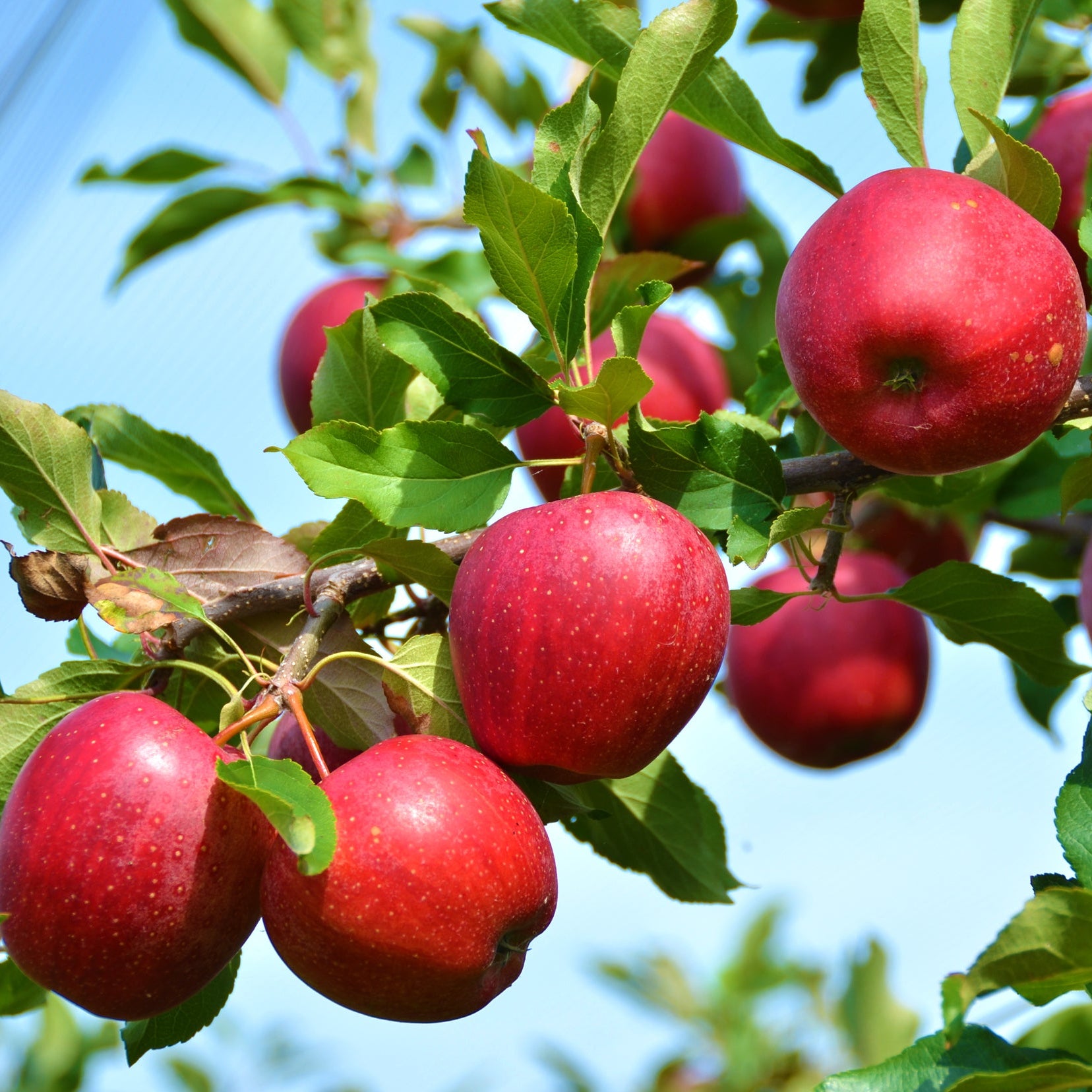 Stayman Winesap Apple Seeds for Planting