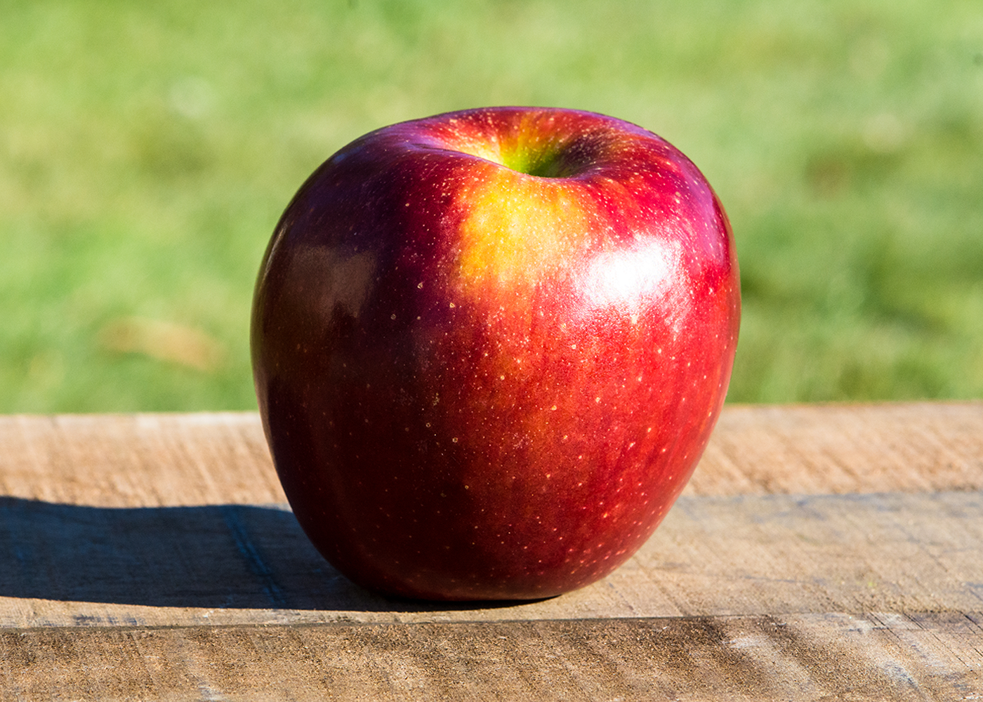 Stayman Winesap Apple Seedling Growing in Pot