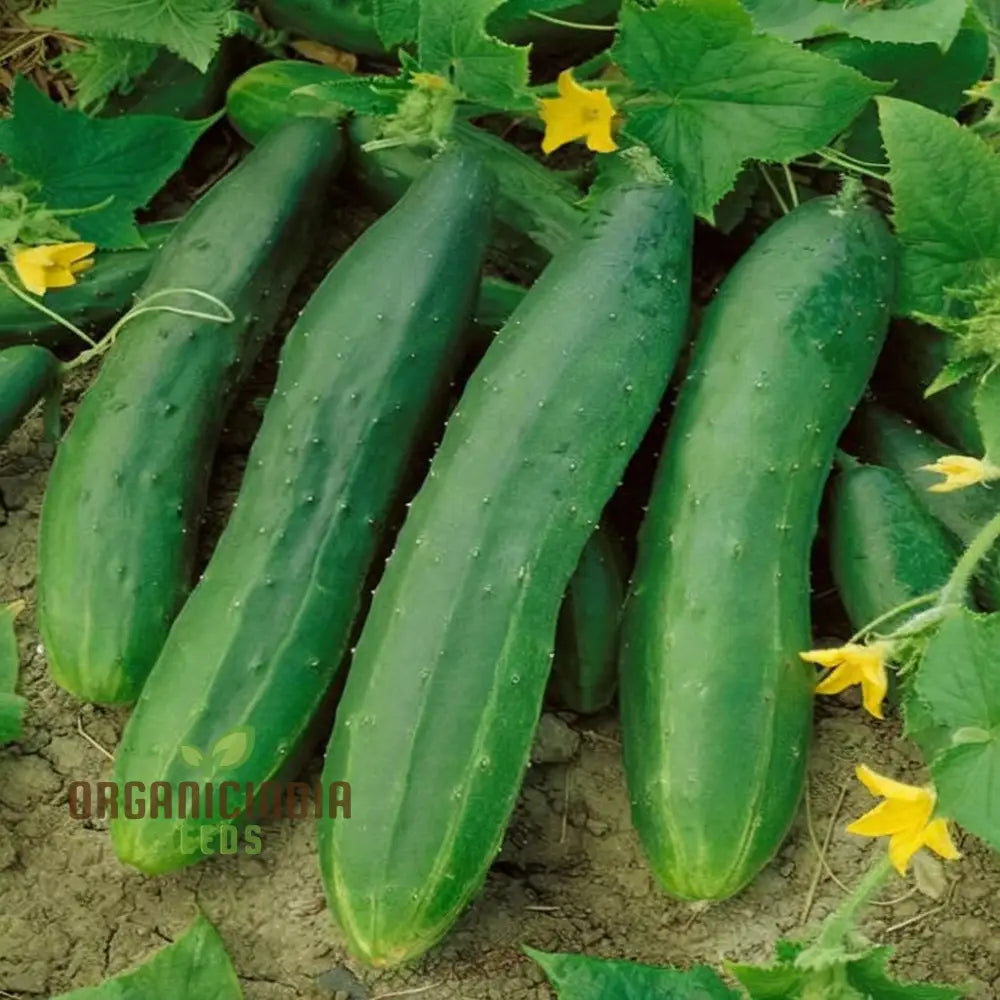 Straight Eight Cucumber Plant Vines from Seeds, High-Yield Home Garden