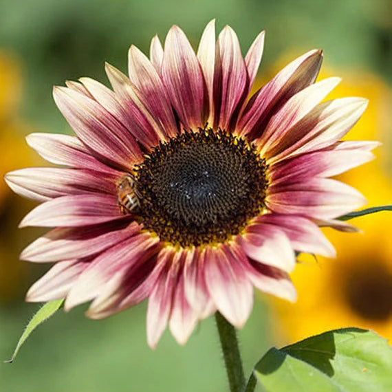 Strawberry blonde sunflower seeds rose-tinted blooms for gardens