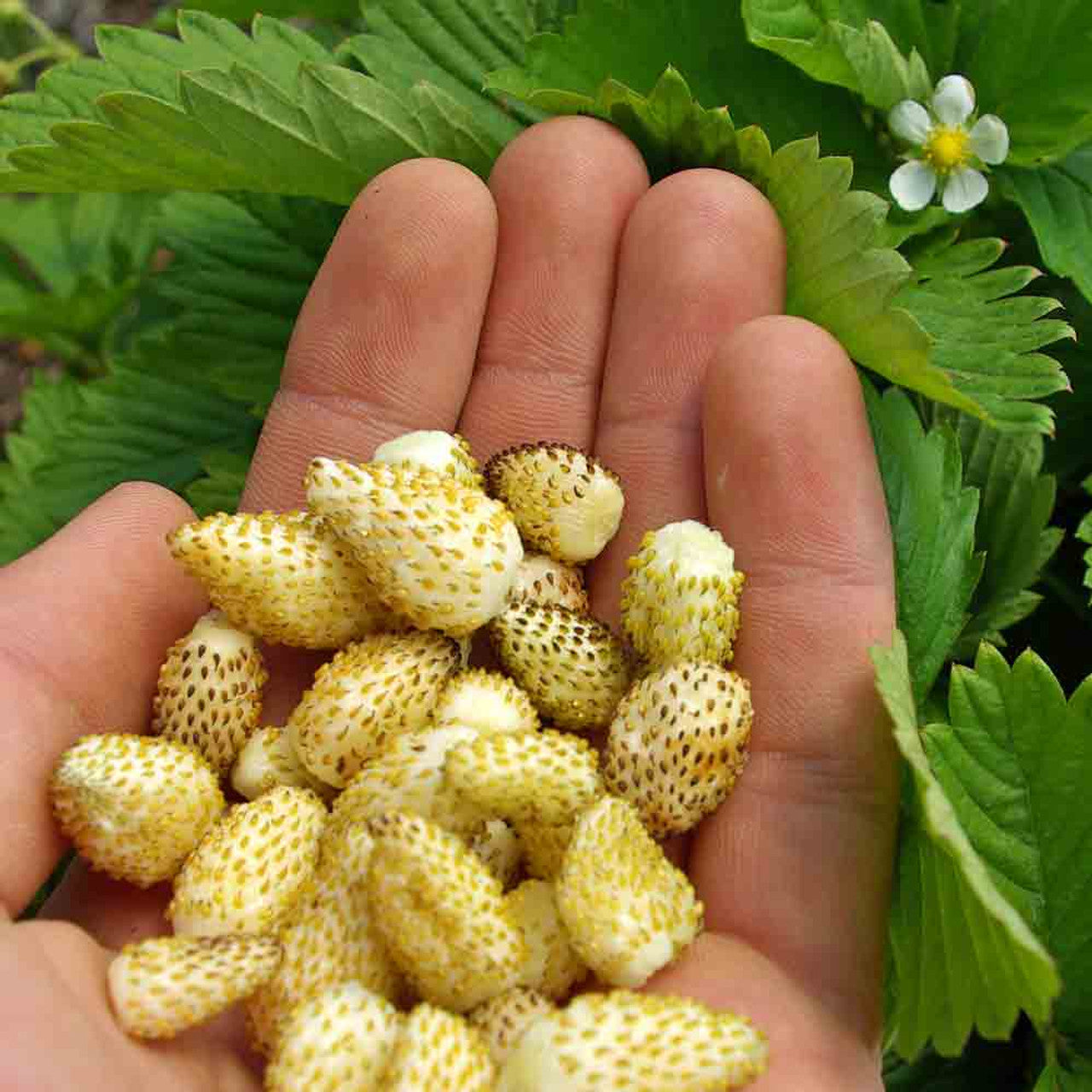 Yellow Wonder Strawberry Plants Growing in Garden Bed
