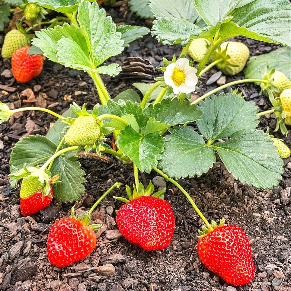 Strawberry Seeds Seascape Variety for Home Gardens