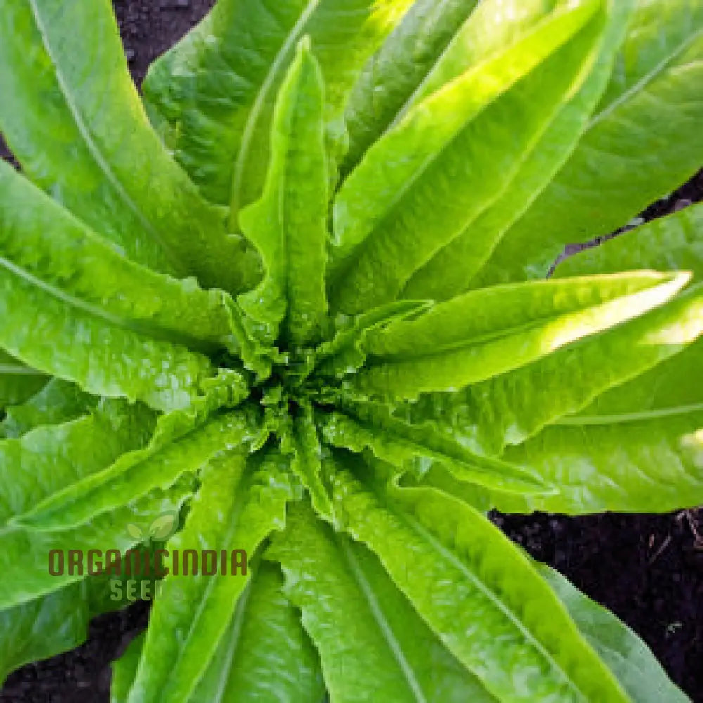 Strela Green Lettuce Seeds for Garden, Easy-to-Grow Salad Greens