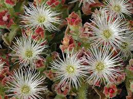 Ice Plant Seeds for Succulent Groundcover and Landscape Design
