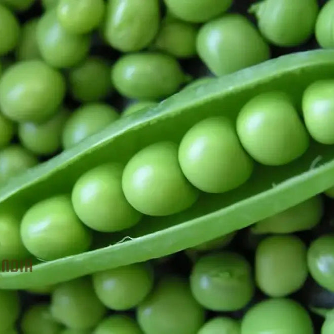 Sugar Ann Bush Pea Seedlings Growing in Garden