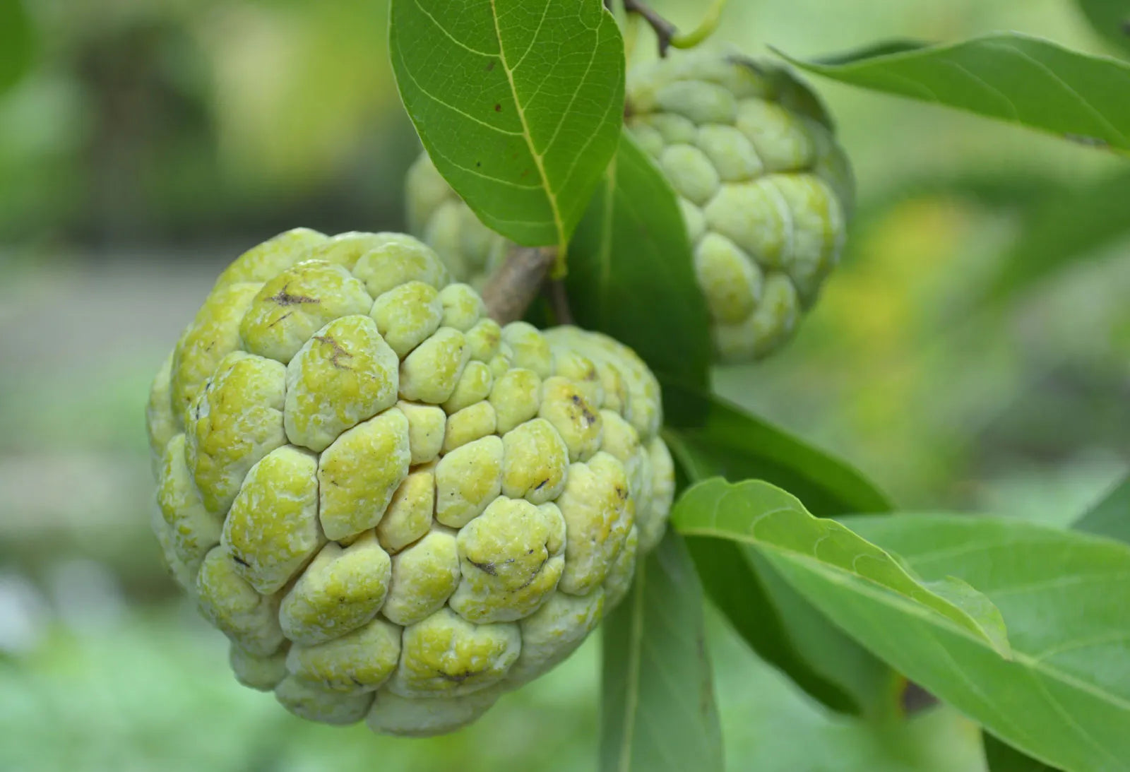 Sugar Apple seedlings growing in warm climate garden