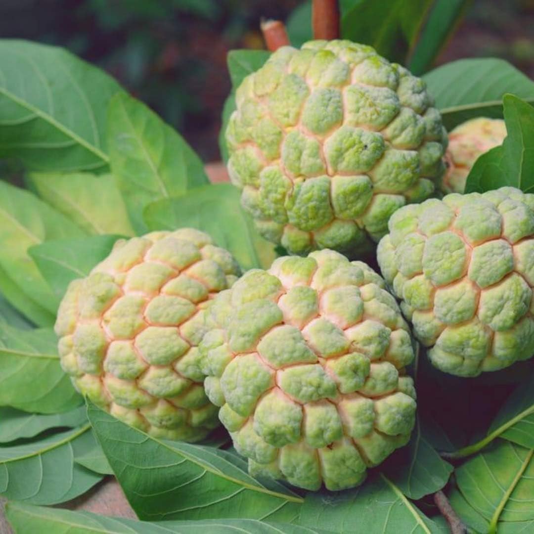 Sugar Apple seeds for planting non-GMO variety
