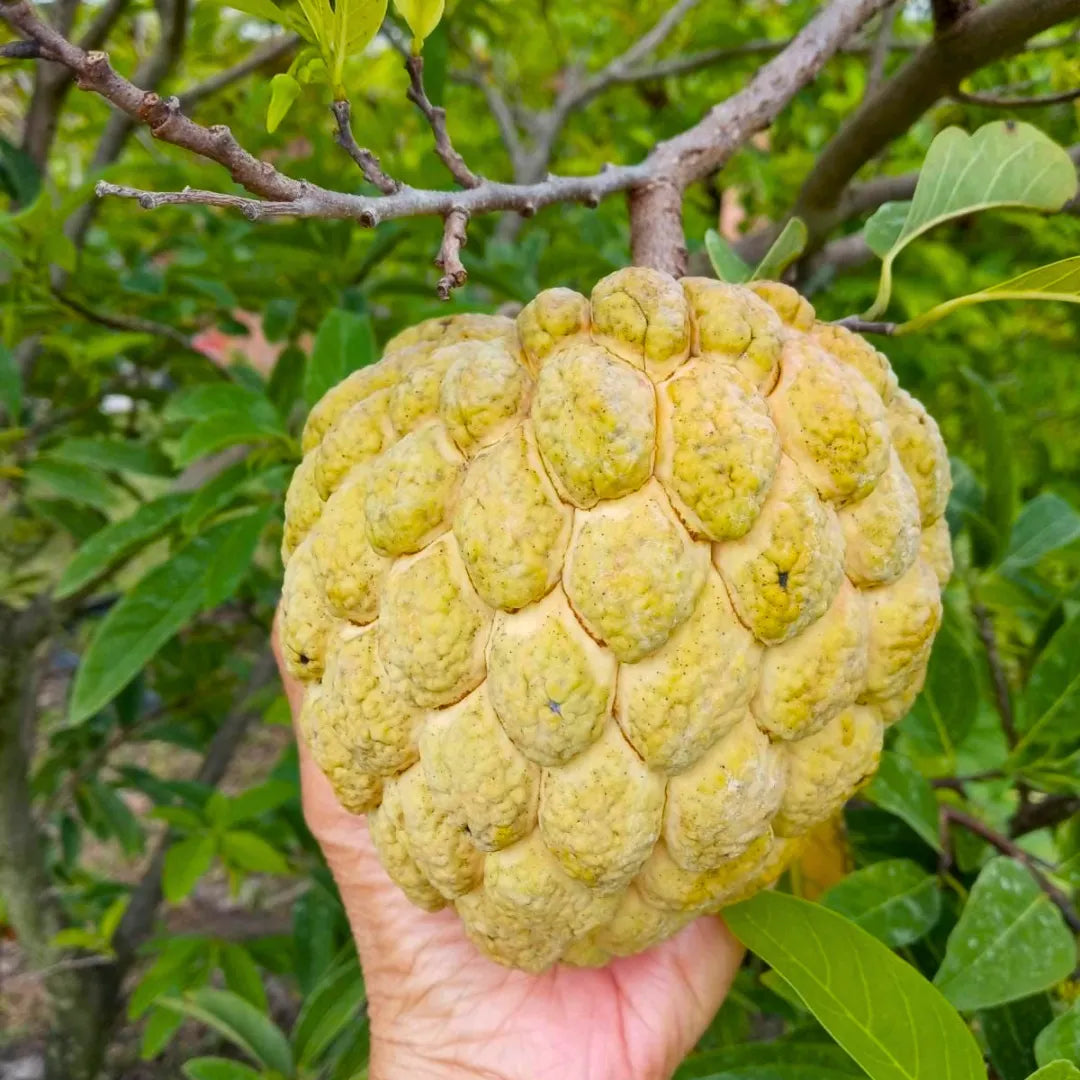 Sugar apple tree seeds for home garden and fruit production