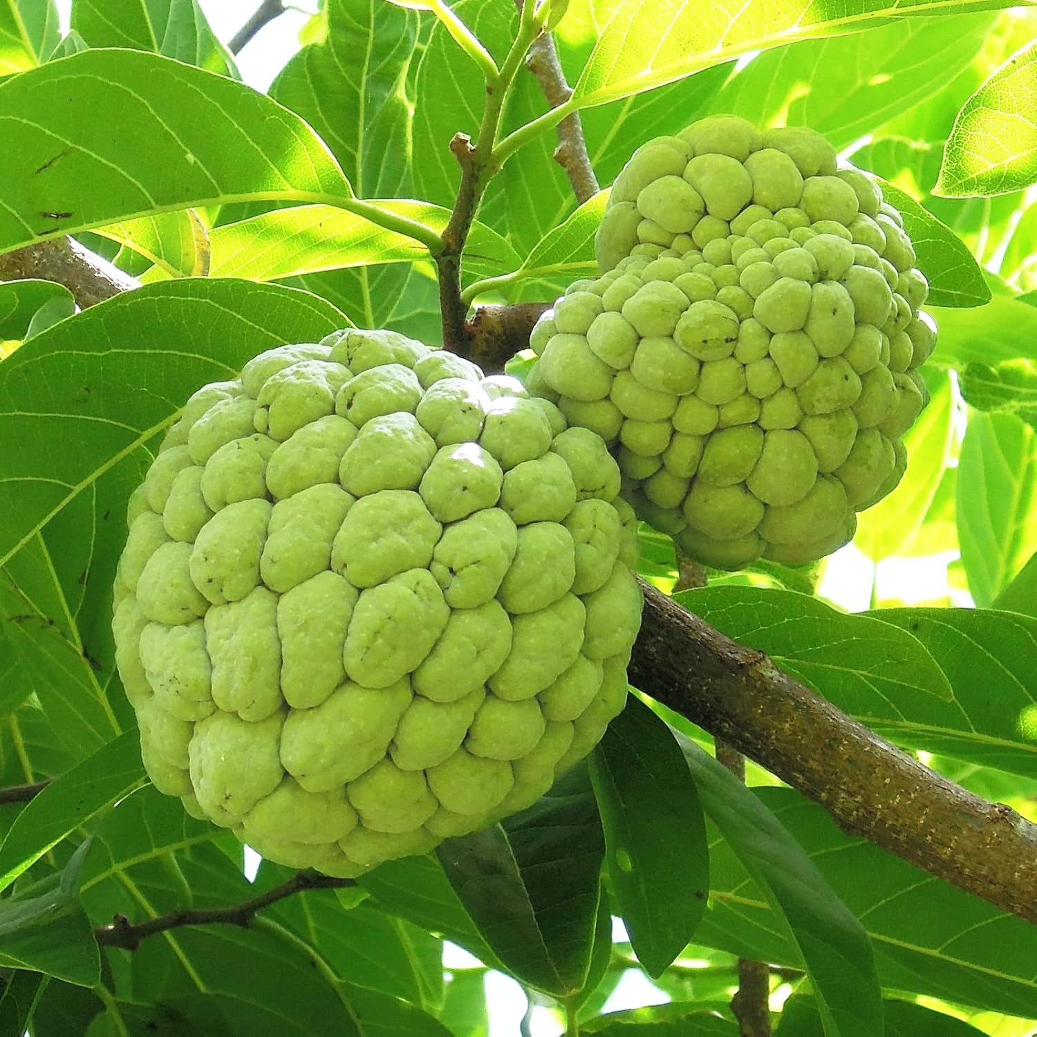 Mature Sugar Apple Tree Growing in Full Sun