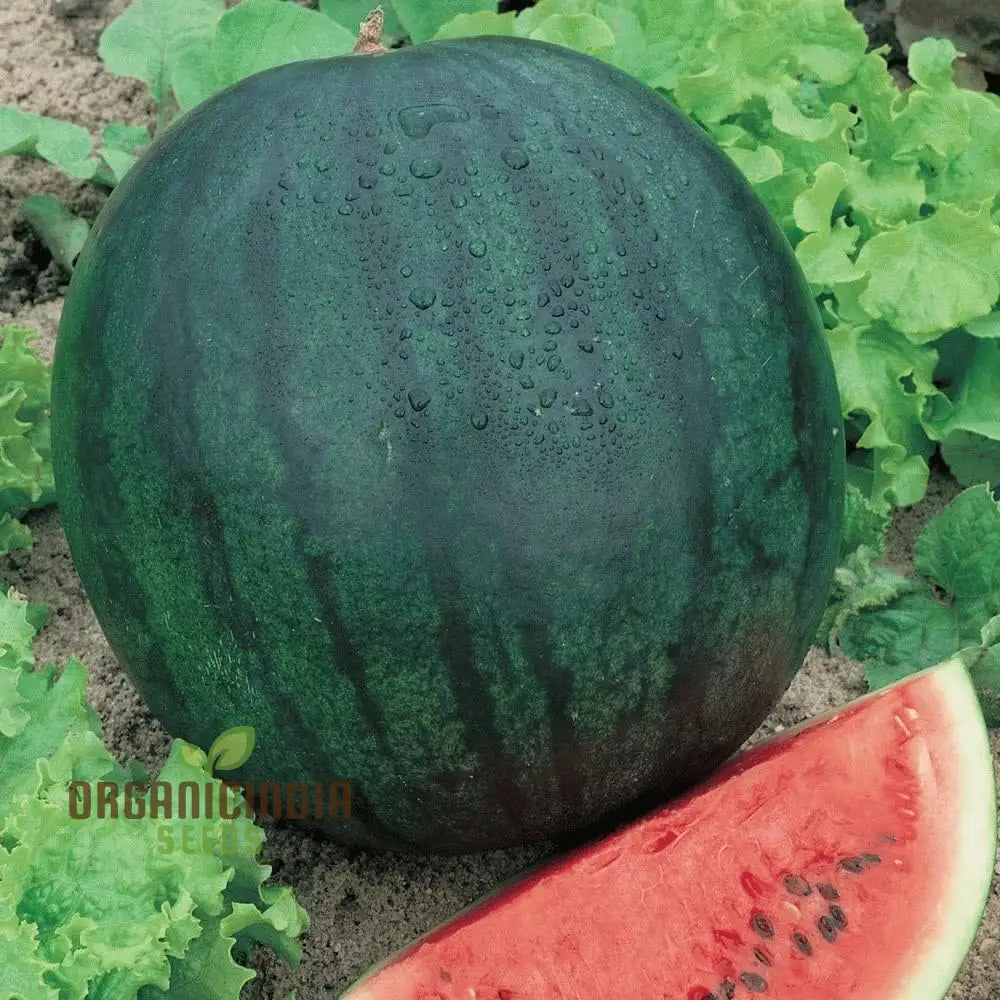Healthy Sugar Baby Watermelon Plants in Garden
