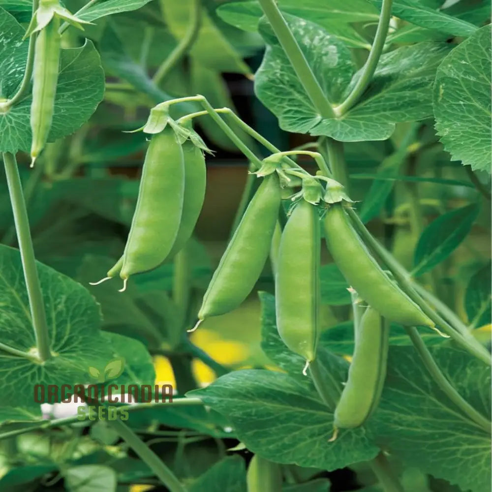 Closeup of Sugar Snap Pea Pods on Plant, Sweet and Crisp