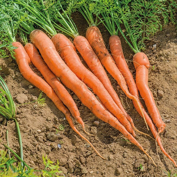 Sugarsnax 54 Carrot Seedlings Growing in Garden