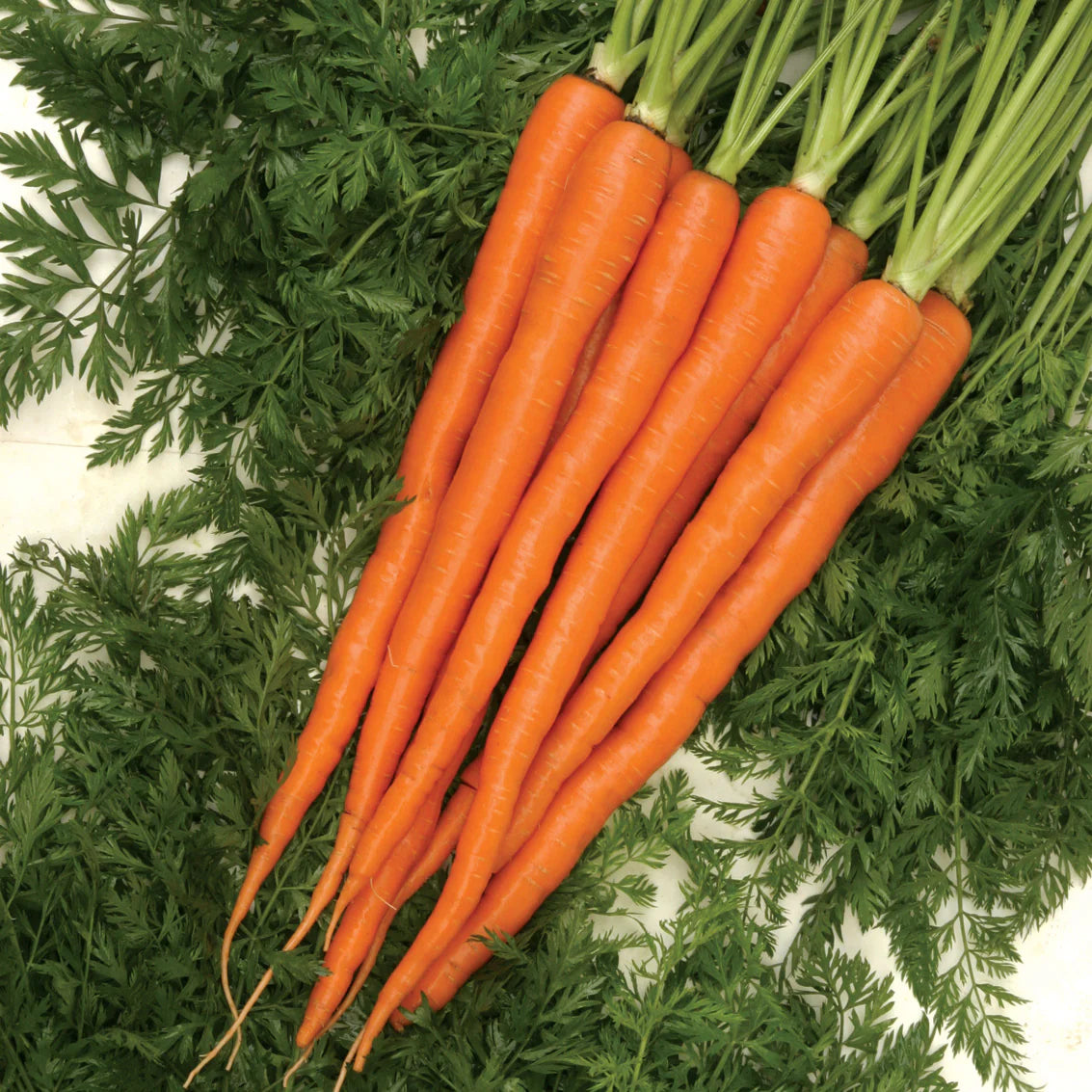 Sugarsnax 54 Carrot Seeds for Planting, Sweet and Crisp Variety