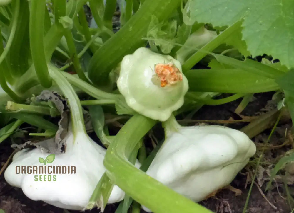 Closeup of White Scallop Summer Squash Fruits on Plant