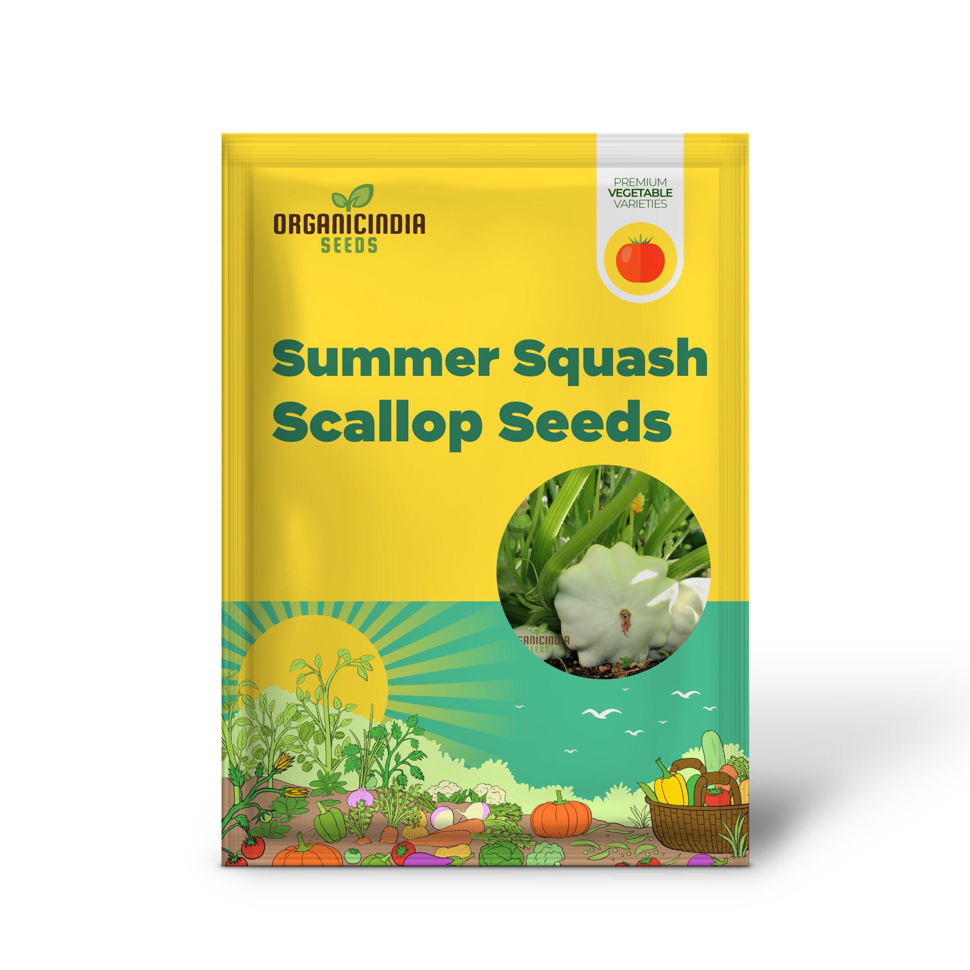 White Scallop Summer Squash Seedling Growing in Home Garden