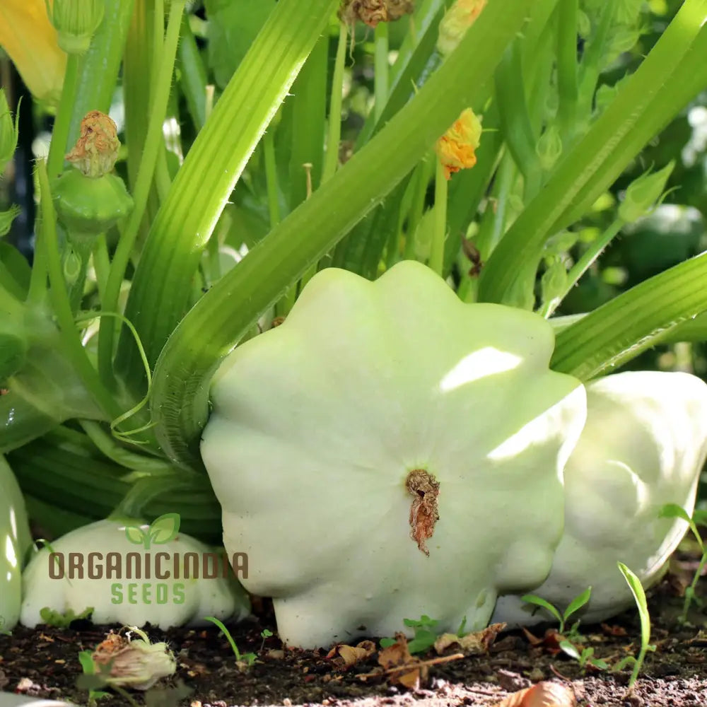 White Scallop Summer Squash Seeds for Planting, High-Quality Vegetable Seeds