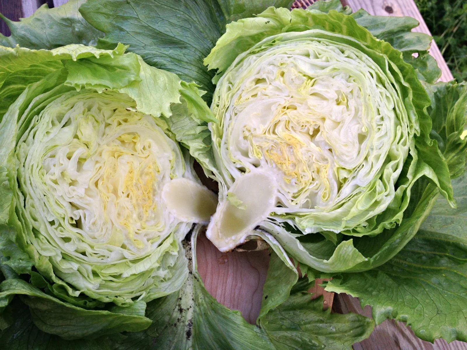 Mature Summertime Lettuce Plant from Seeds, Crisp Leaf Greens