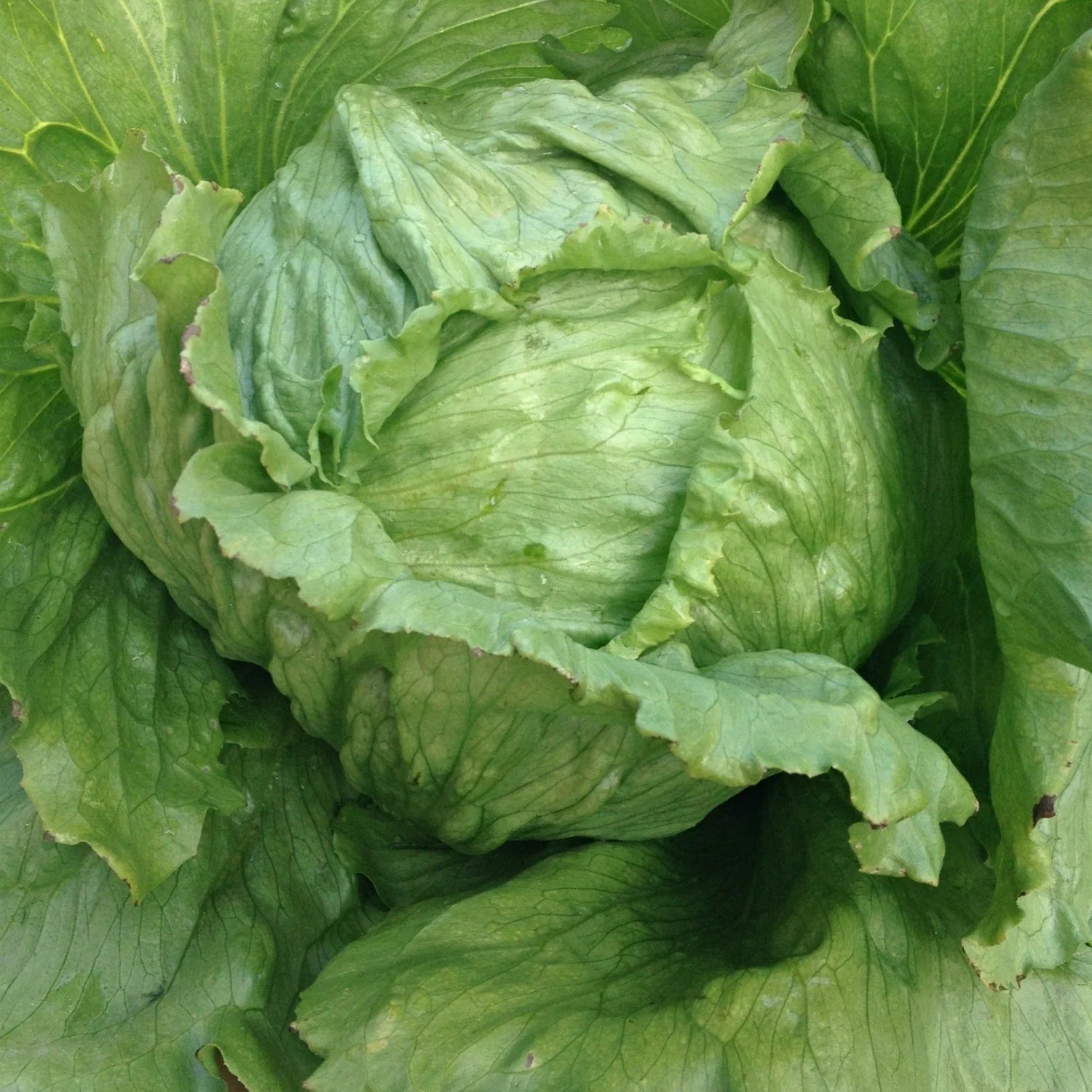 Summertime Lettuce Seedling from Seeds, Easy-to-Grow Garden Lettuce