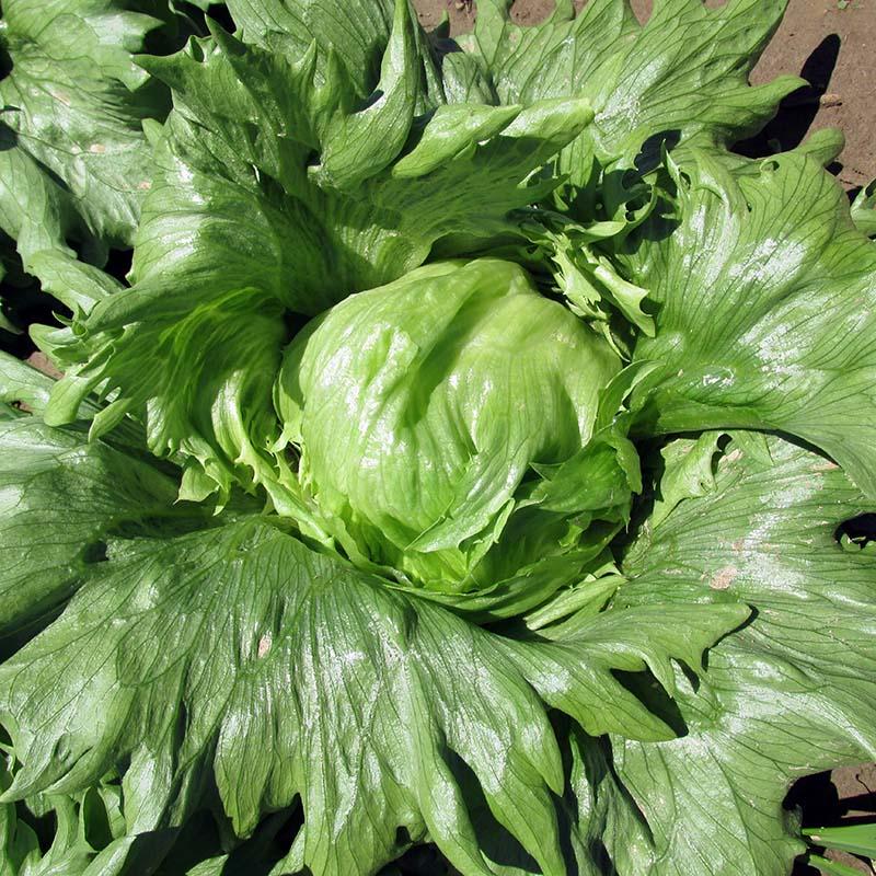 Summertime Lettuce Seeds for Home Gardens, Fresh Crisp Leaf Greens