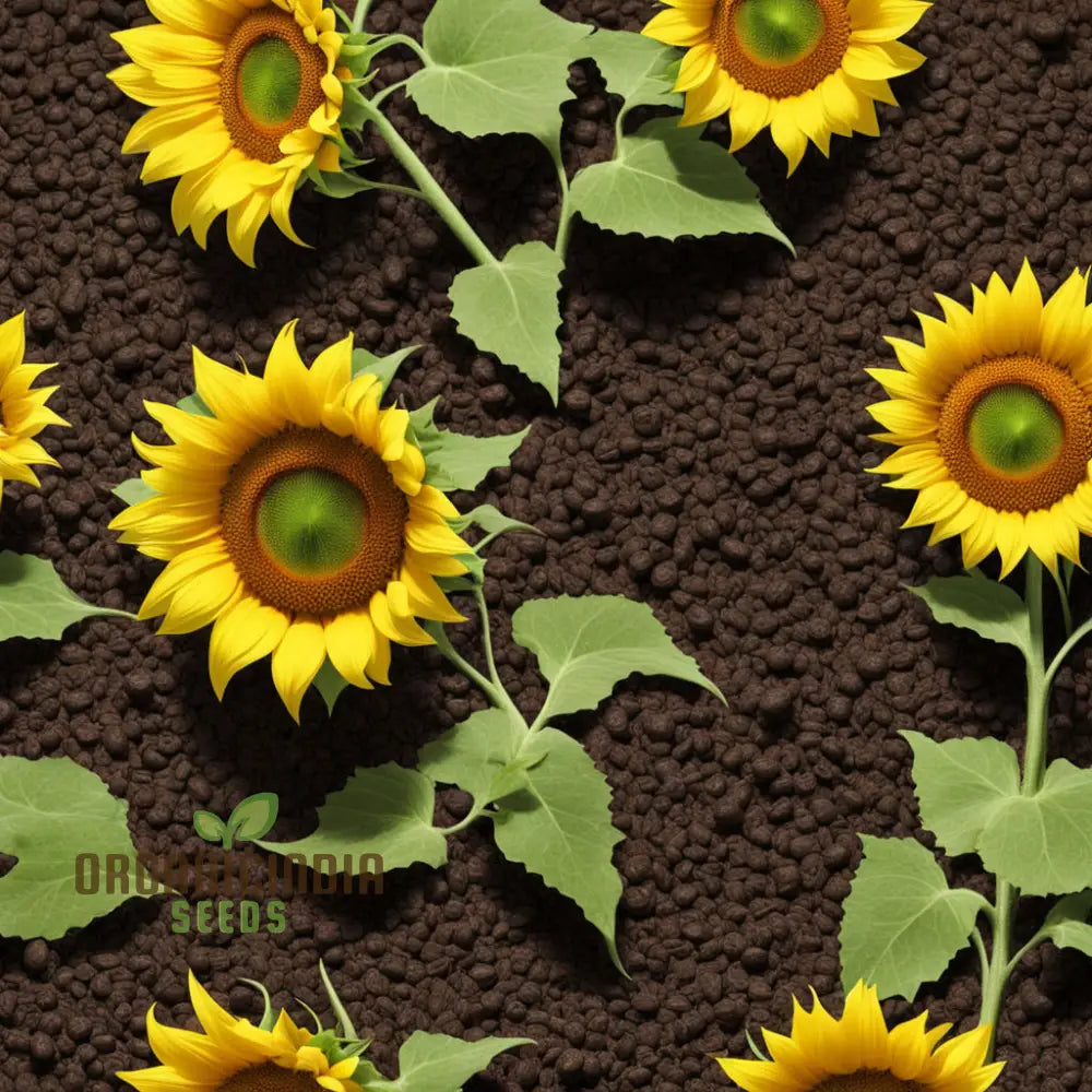 Sunflower Seeds for Full Sun Growing and Outdoor Gardening