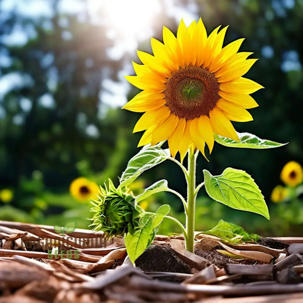 Sunflower Seeds for Bright Garden Blooms