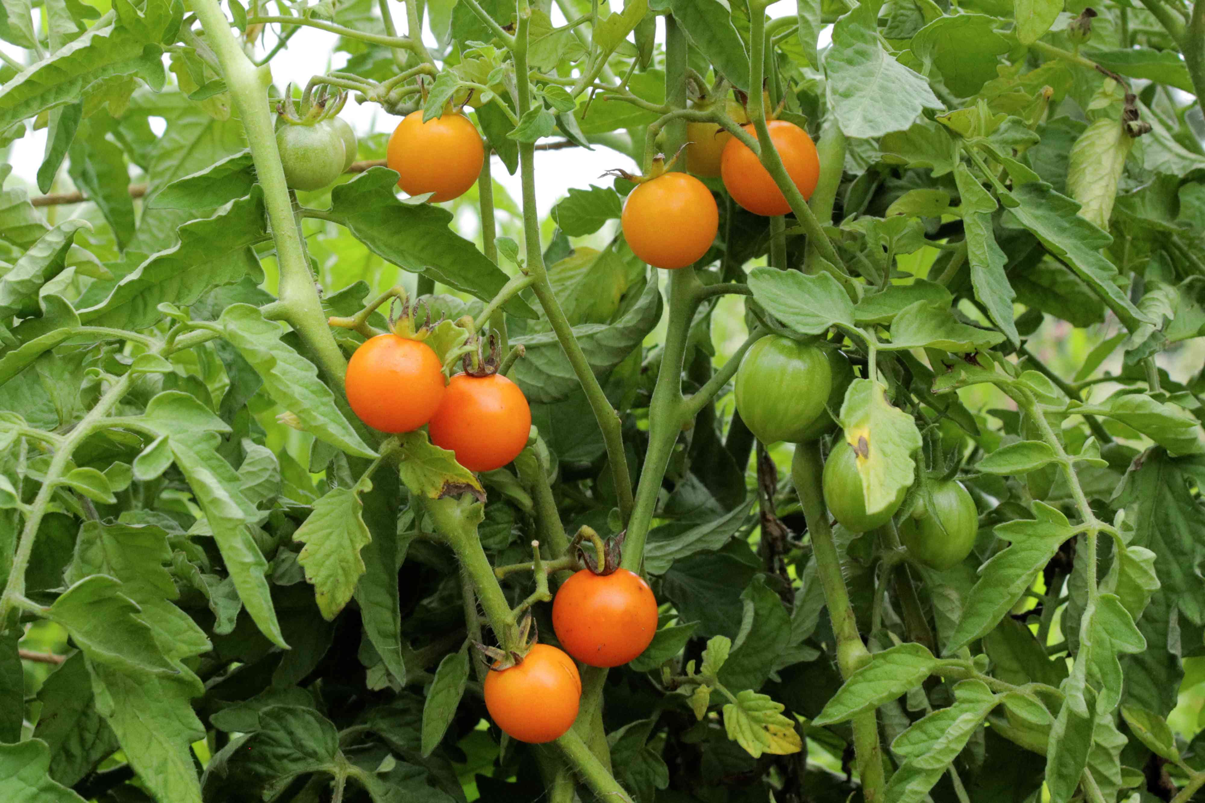 Mature Sungold Tomato Plant from Seeds, High-Yield Golden Cherry Tomatoes