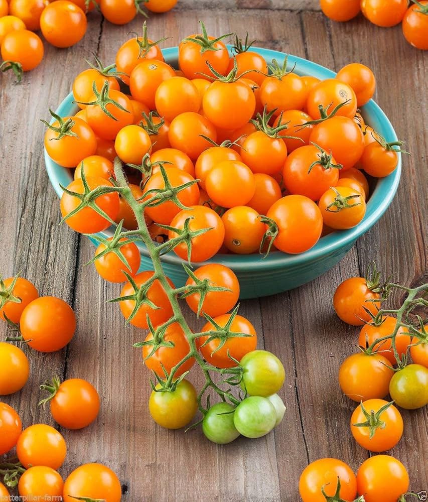 Sungold Tomato Seedling in Garden, Easy-to-Grow Cherry Tomato Seeds