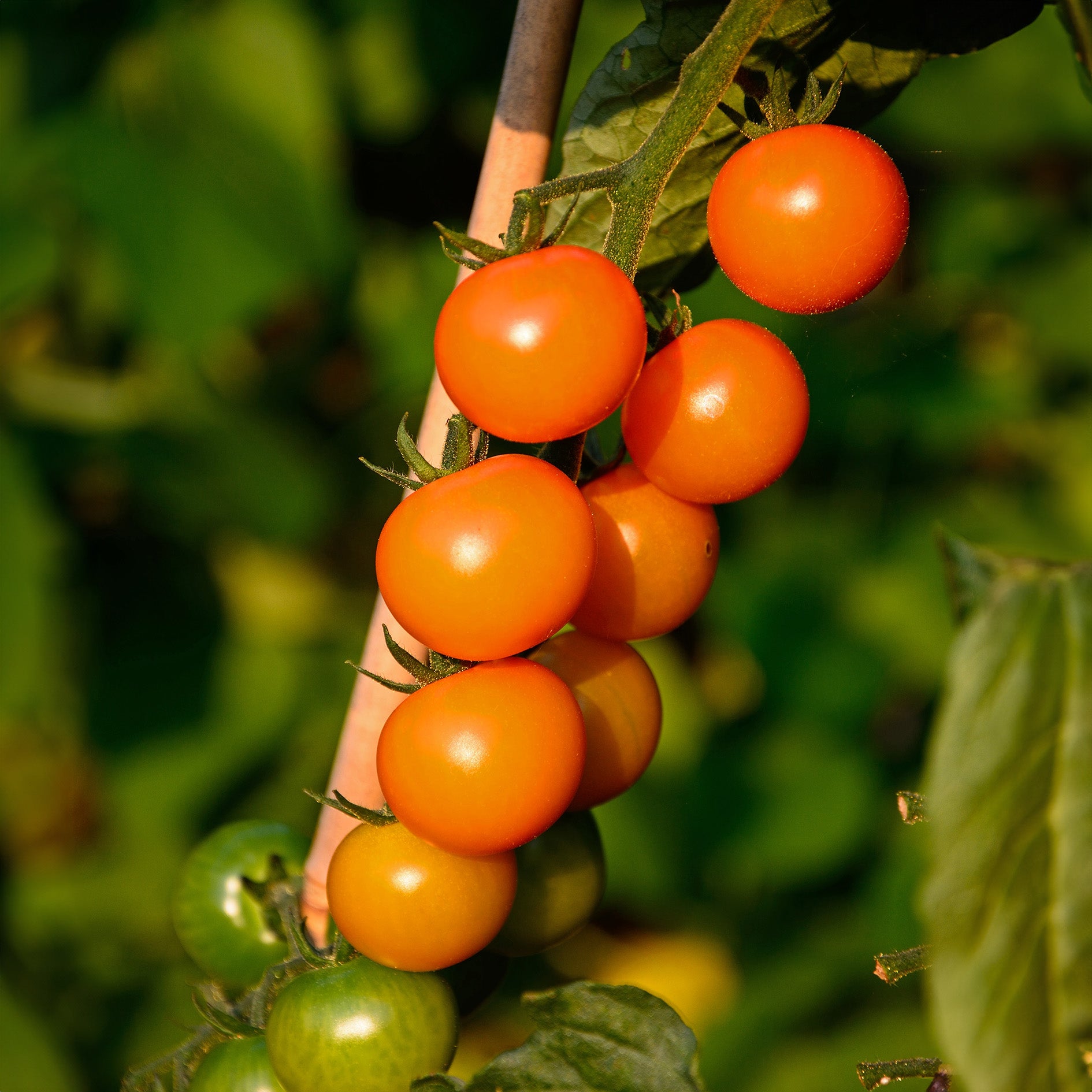 Sungold Tomato Seeds for Home Garden, Sweet Golden Cherry Tomatoes