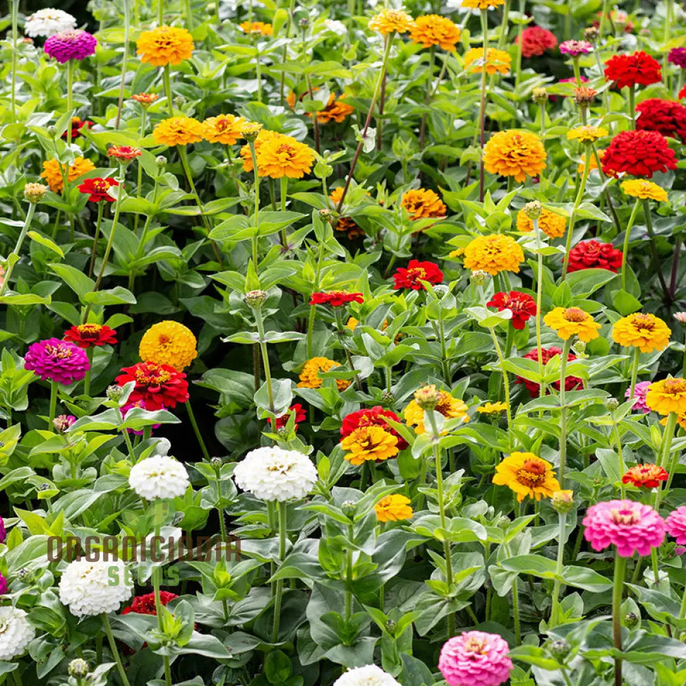 Super Giant Zinnia Mix Flower Seeds for Planting