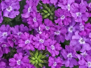Verbena Bonariensis Flower Seeds – Tall, Airy Blooms for Home Gardens