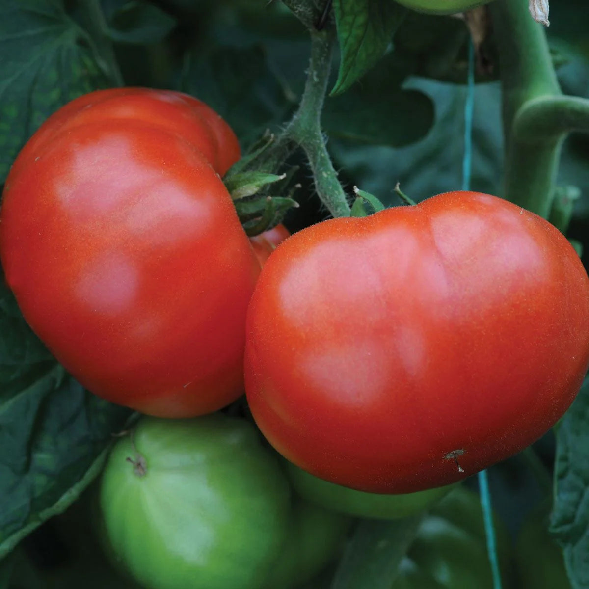 Supersteak Tomato Plant Growing from Seeds, Juicy Hybrid Variety