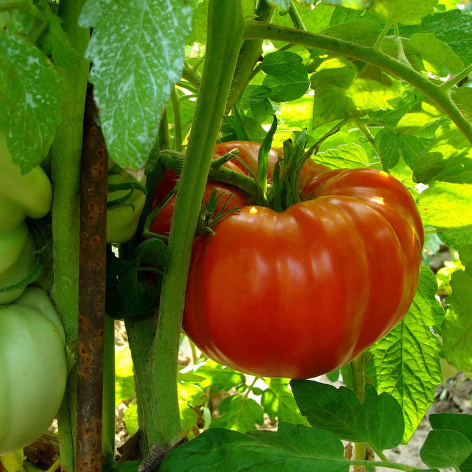 Supersteak Tomato Seedling from Seeds, High-Yield Beefsteak Tomato Plant